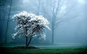 Целебный напиток  с корицей